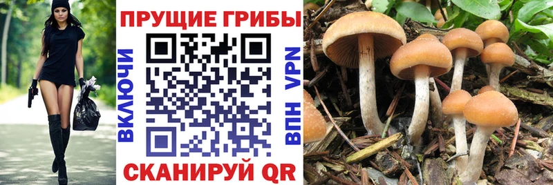 Галлюциногенные грибы Psilocybine cubensis  Мезень 